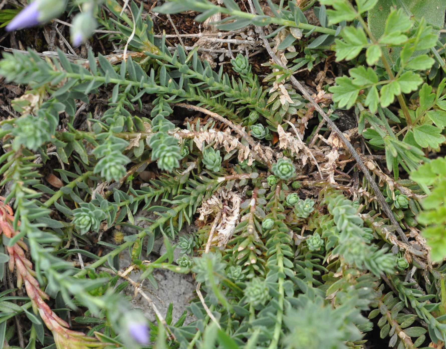 Linum punctatum / Lino punteggiato